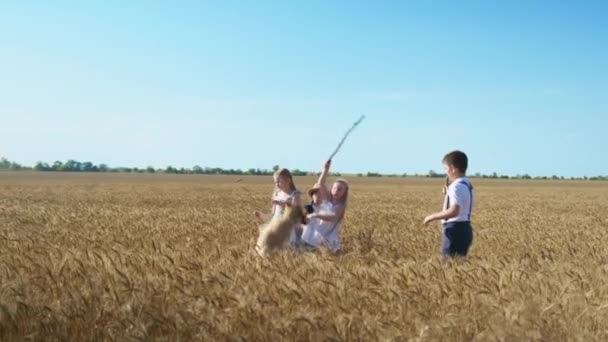 Vacances heureuses, adorables enfants avec des bâtons jouent avec labrador chien dans le champ de blé sur fond de ciel bleu — Video