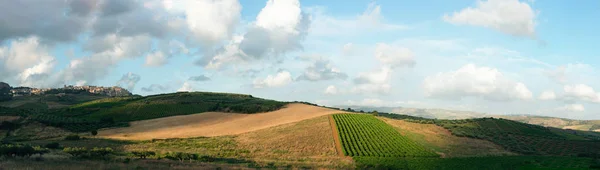 Raisin Vigne Ligne Dans Vignoble Sur Les Collines Sicile — Photo