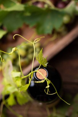 Bir şişe şarap bir mantar kapatın. Üstten görünüm