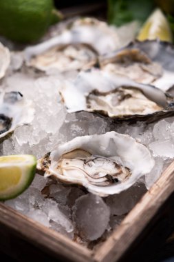 Kırılmış buz üzerinde istiridye yakın çekim 