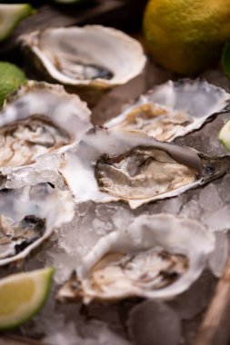 Kırılmış buz üzerinde istiridye yakın çekim 