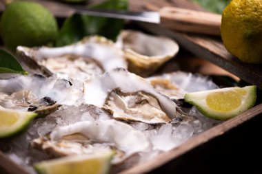 Kırılmış buz üzerinde istiridye yakın çekim 