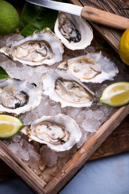 Buz yatağı üzerinde görüntülenen istiridye