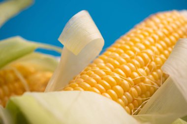 Sarı taze mısır yaprakları ile mavi bir arka plan üzerinde Kapat