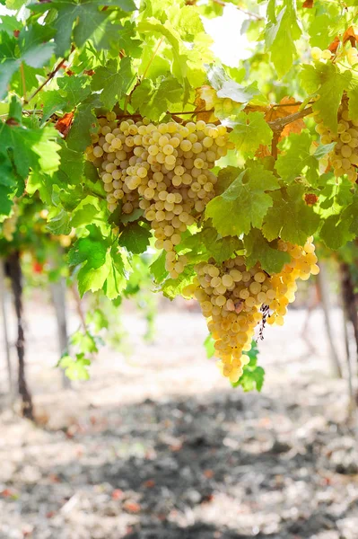 Uva Branca Uma Vinha — Fotografia de Stock