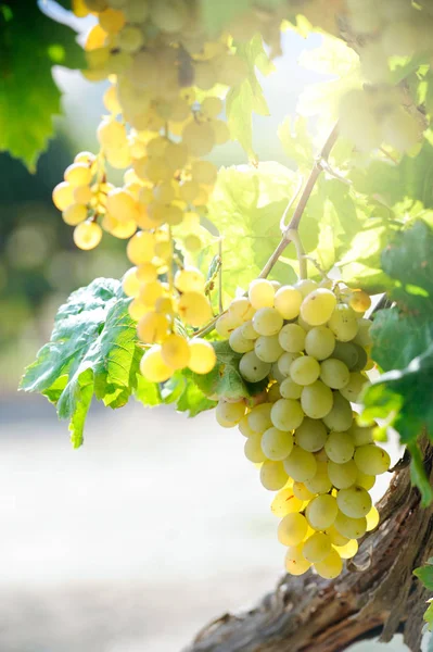 白ワインのブドウ Wineyeard — ストック写真
