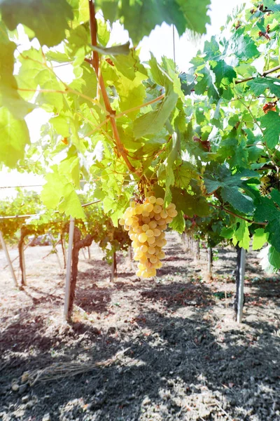 Uva Branca Uma Vinha — Fotografia de Stock