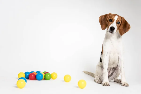 Şirin beagle bir stüdyoda poz