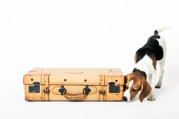 Lindo Beagle Posando Estudio Oliendo Una Maleta Aislada Blanco — Foto de Stock