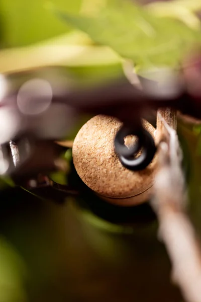 Wine Bottle Bottle Opener Close — Stock Photo, Image