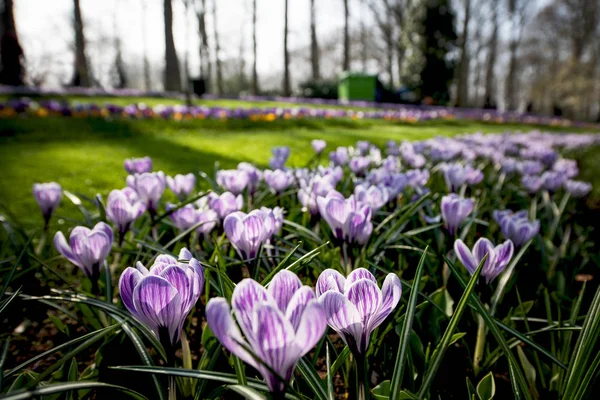 Wiosenny kwiat ogród Keukenhof w Lisse, — Zdjęcie stockowe