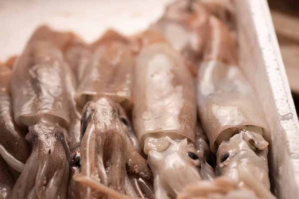 Squid  for sale on the market — Stock Photo, Image