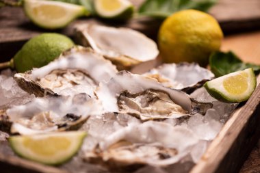 Buz küpü üzerinde istiridye