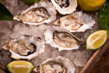 Buz küpü üzerinde istiridye