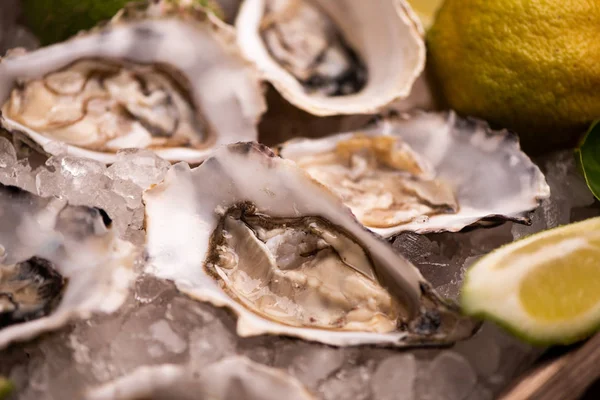 Buz küpü üzerinde istiridye