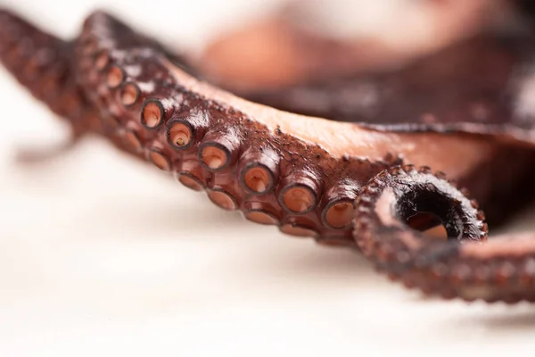 Nahaufnahme eines Tentakels einer Krake — Stockfoto