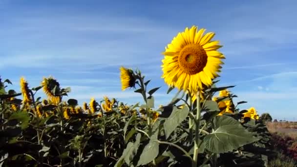 Tournesol déplacé par le vent dans un champ rural de tournesols 