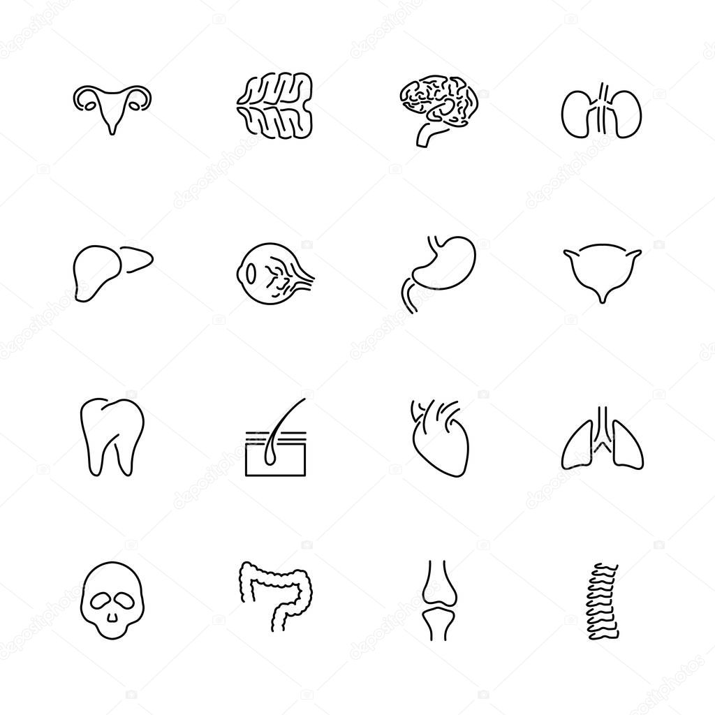 Organs- Flat Vector line Icons