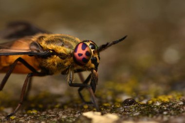 Yayvan geyik sinek (Chrysops caecutiens)