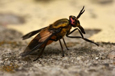 Yayvan geyik sinek (Chrysops caecutiens)