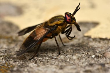 Yayvan geyik sinek (Chrysops caecutiens)