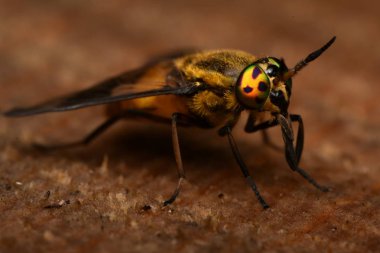 Yayvan geyik sinek (Chrysops caecutiens)