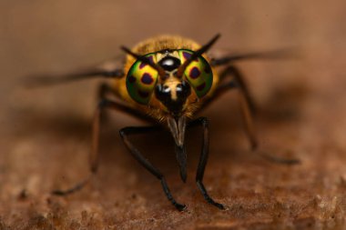 Yayvan geyik sinek (Chrysops caecutiens)