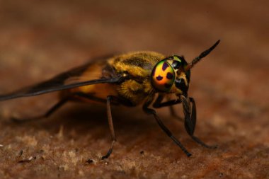 Yayvan geyik sinek (Chrysops caecutiens)