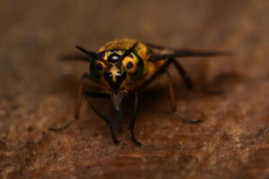 Yayvan geyik sinek (Chrysops caecutiens)