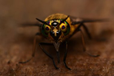 Yayvan geyik sinek (Chrysops caecutiens)
