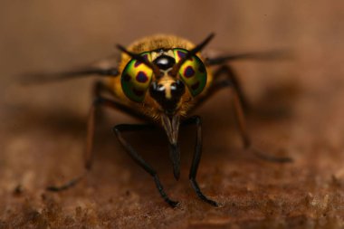 Yayvan geyik sinek (Chrysops caecutiens)