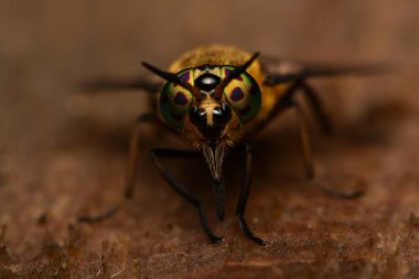 Yayvan geyik sinek (Chrysops caecutiens)