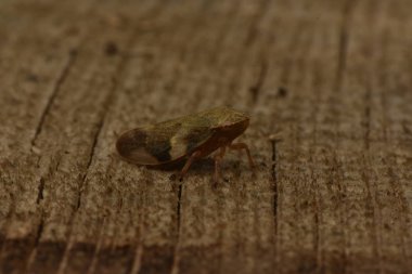 Avrupa Kızılağaç tükürük Bug - Aphrophora alni