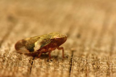 Avrupa Kızılağaç tükürük Bug - Aphrophora alni