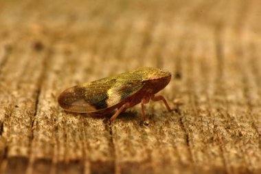 Avrupa Kızılağaç tükürük Bug - Aphrophora alni