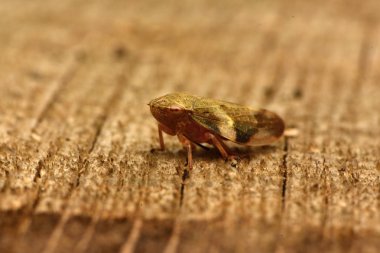 Avrupa Kızılağaç tükürük Bug - Aphrophora alni