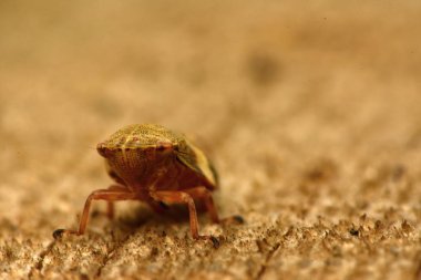 Avrupa Kızılağaç tükürük Bug - Aphrophora alni