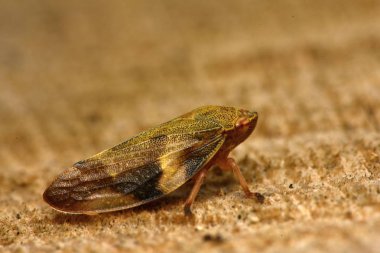 Avrupa Kızılağaç tükürük Bug - Aphrophora alni