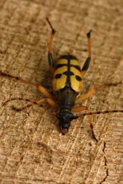 Benekli Longhorn (Leptura maculata)