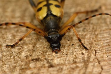 Benekli Longhorn (Leptura maculata)