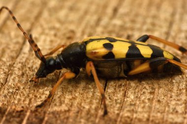 Benekli Longhorn (Leptura maculata)