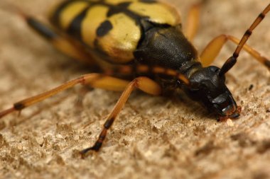 Benekli Longhorn (Leptura maculata)
