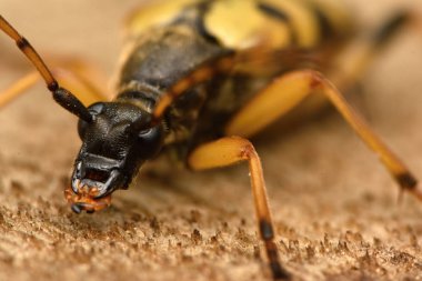Benekli Longhorn (Leptura maculata)
