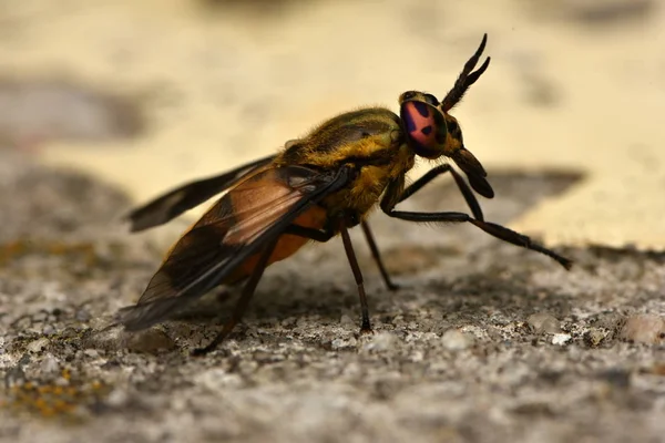 Yayvan geyik sinek (Chrysops caecutiens)