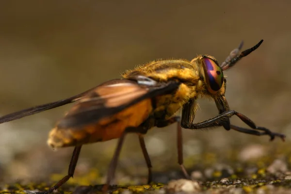 Rozevřené Jelen Fly Chrysops Caecutiens — Stock fotografie