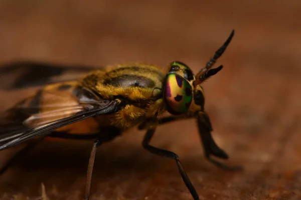 Szétálló Szarvas Fly Chrysops Caecutiens — Stock Fotó