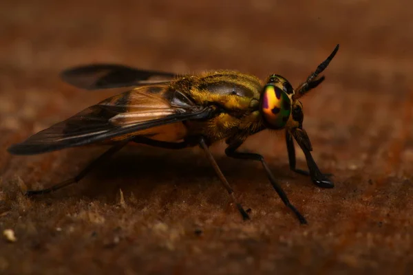 Оленьи Мухи Chrysops Caecutiens — стоковое фото