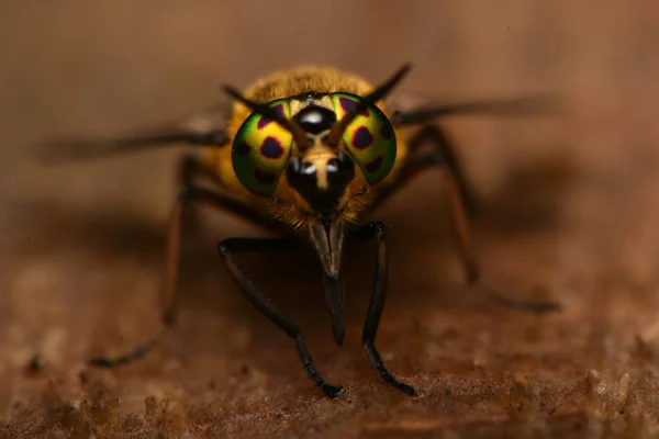 Rozevřené Jelen Fly Chrysops Caecutiens — Stock fotografie