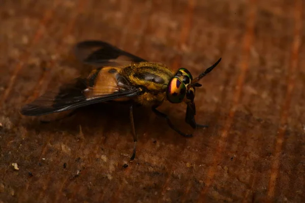 Utspärrade Rådjur Fluga Chrysops Caecutiens — Stockfoto