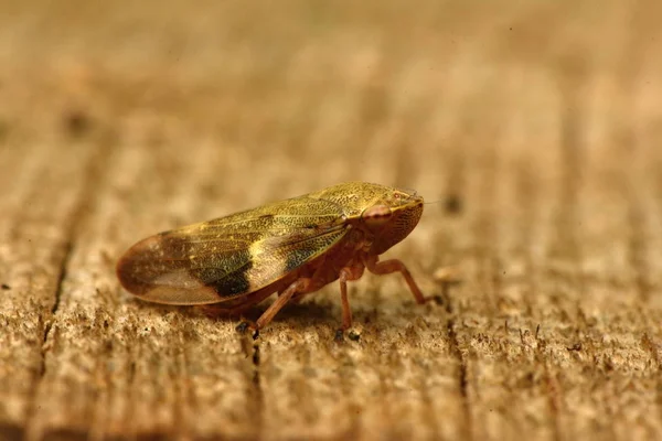 Avrupa Kızılağaç tükürük Bug - Aphrophora alni